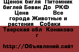 Щенок бигля. Питомник биглей Беван-До (РКФ) › Цена ­ 20 000 - Все города Животные и растения » Собаки   . Тверская обл.,Конаково г.